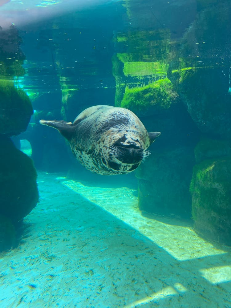 Seal Swimming Underwater