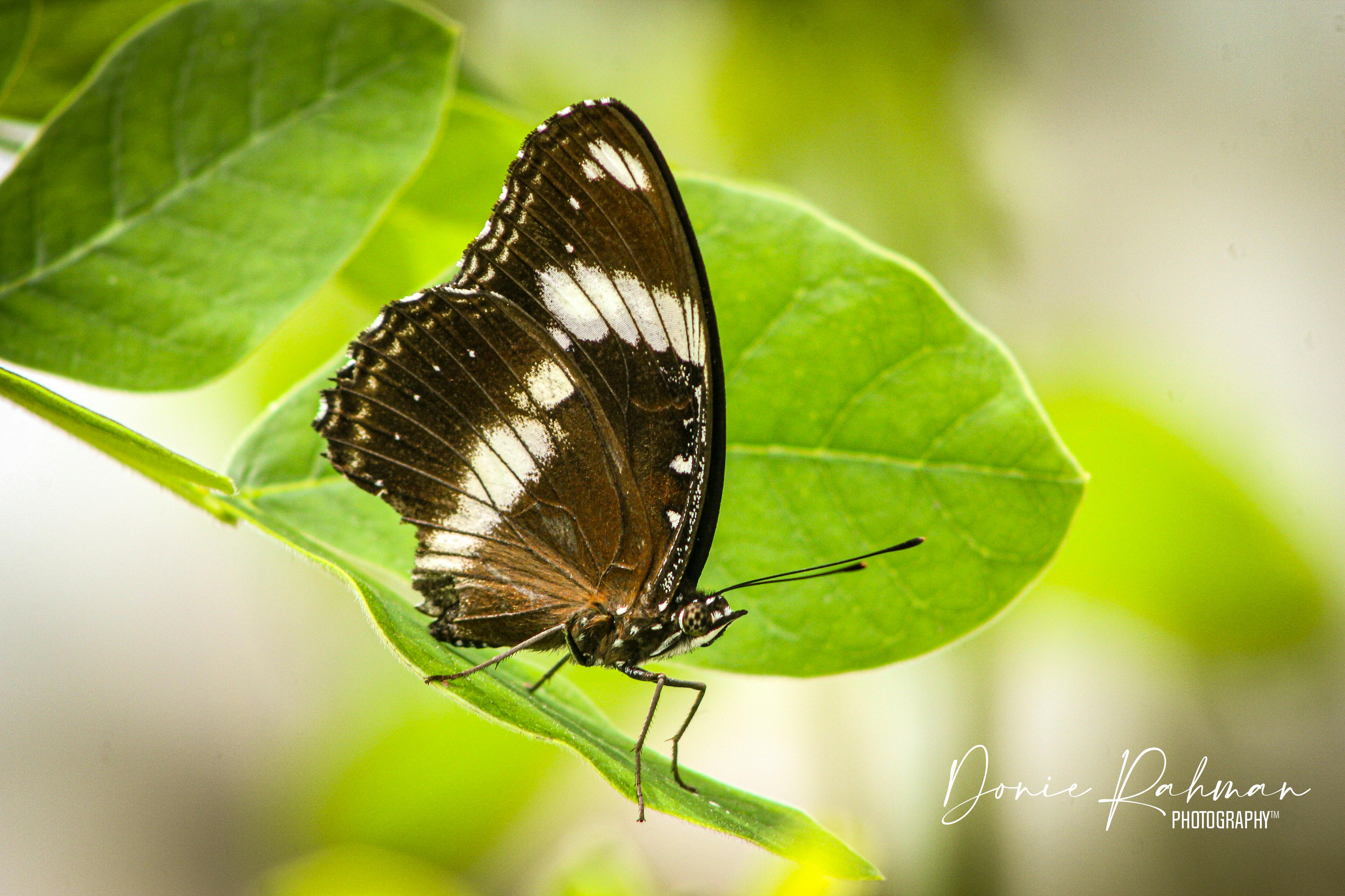 A friendly Lifted Trucks team member smiling