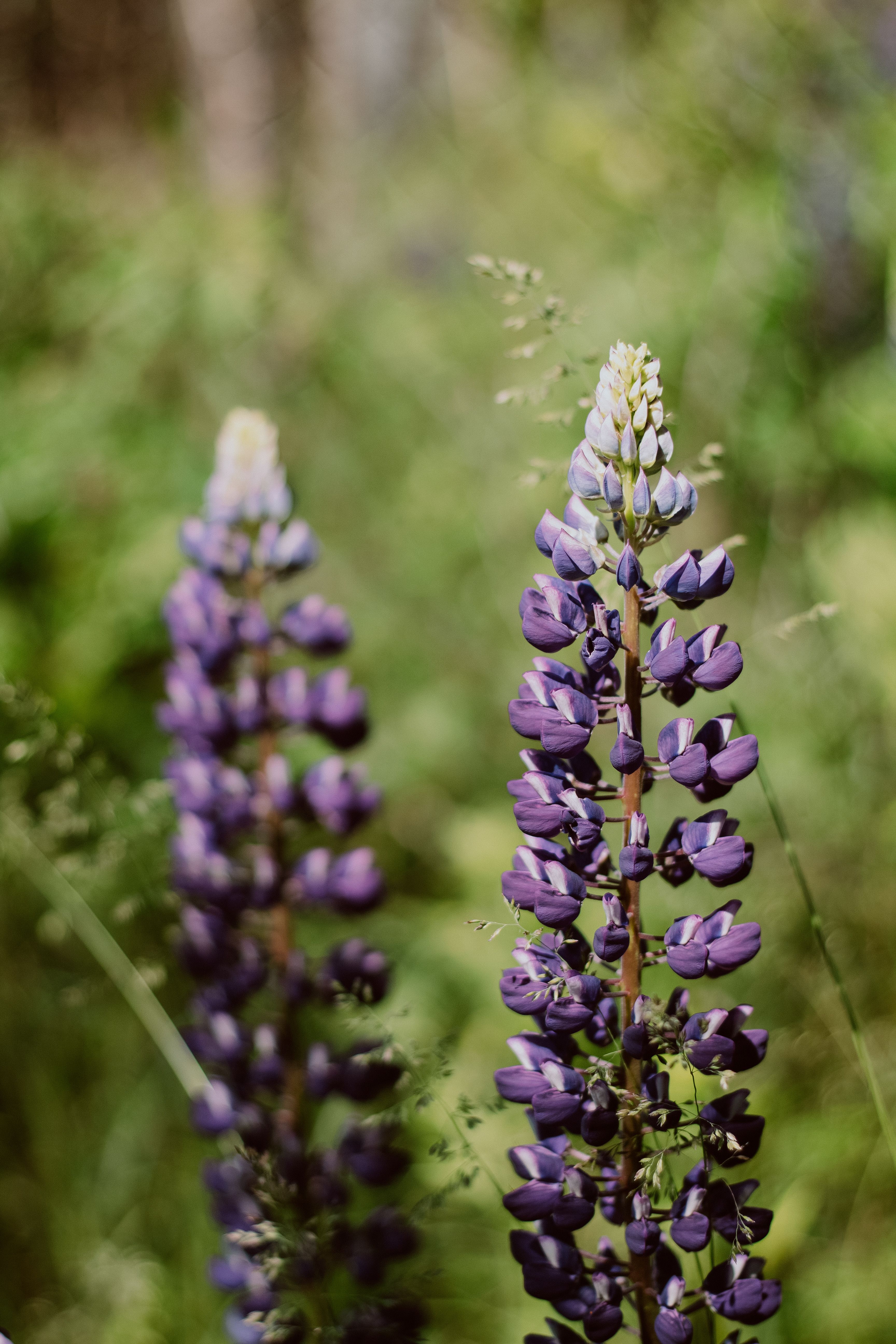 Shallow Focus Photo of Blooming Lupine Flowers · Free Stock Photo