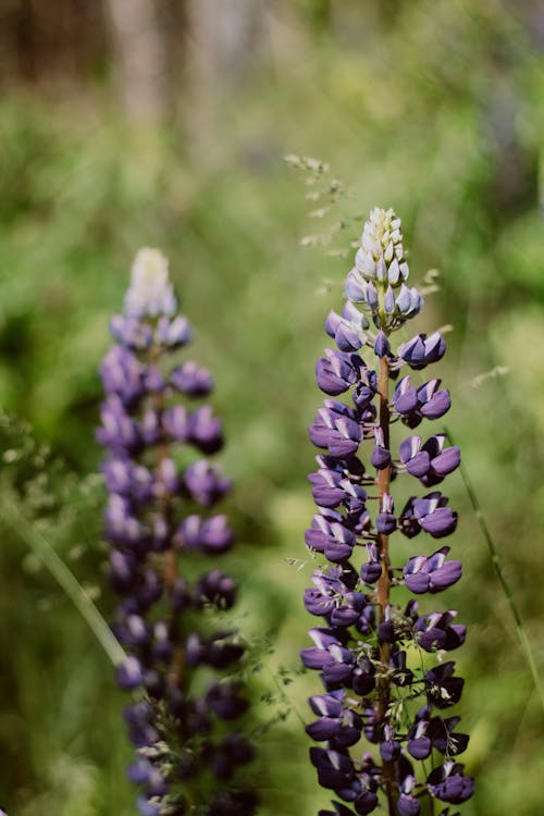 Shallow Focus Photo of Blooming Lupine Flowers
