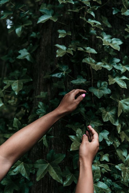 Free Close-up of hands touching lush green ivy leaves in a forest setting. Stock Photo