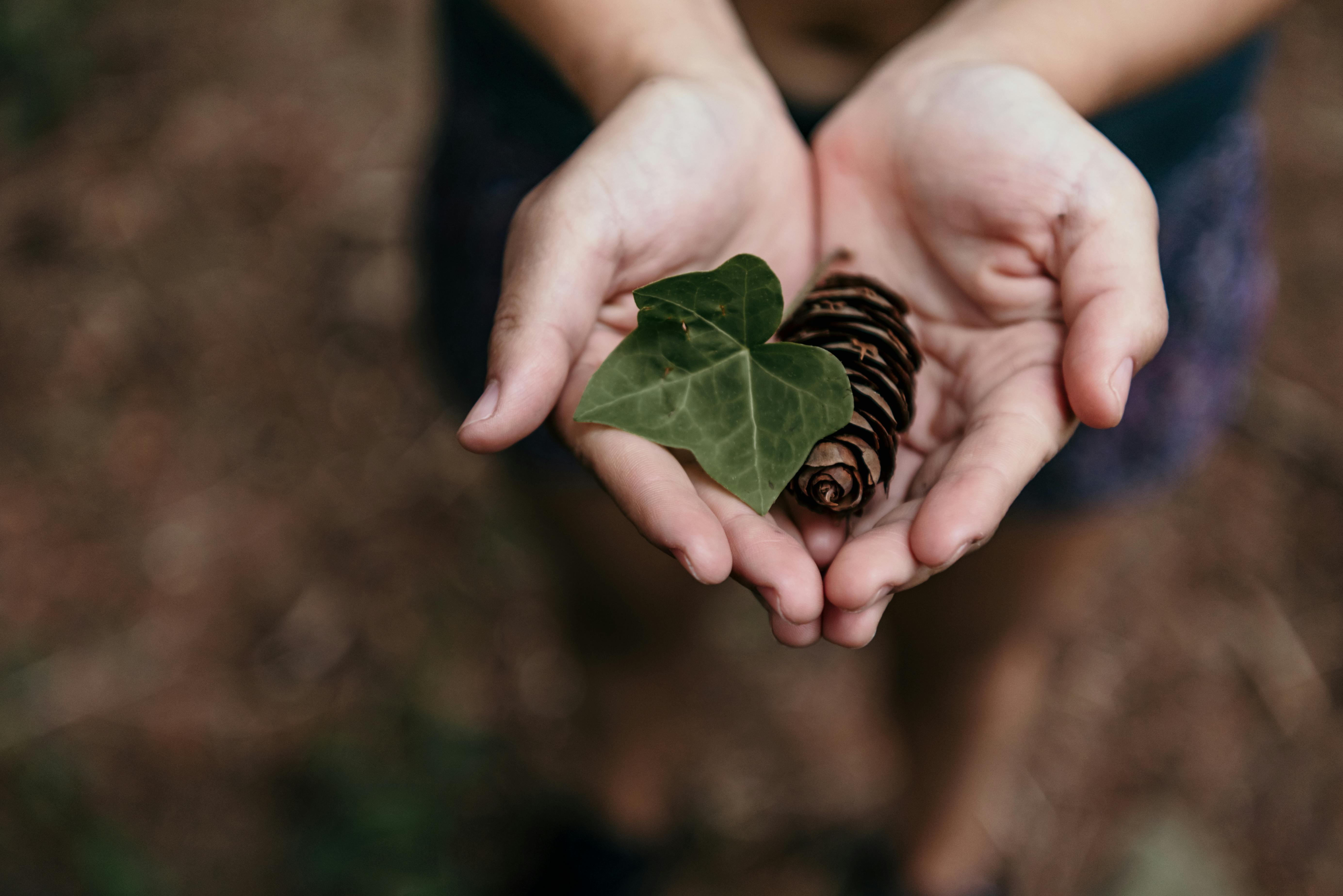 Shallow Focus Photography of Person Holding Green Leaf · Free Stock Photo