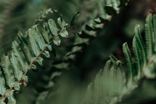 Green Fern Leaves In Close Up Photography