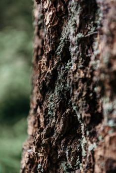 Detailed shot of tree bark with rough texture and moss in focus.