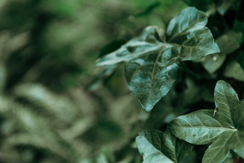 Free Close-Up Shot of Green Leaves Stock Photo