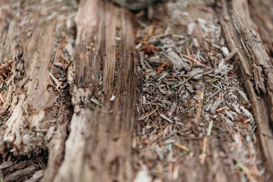 Detailed close-up of a decaying tree bark showcasing natural textures and colors.