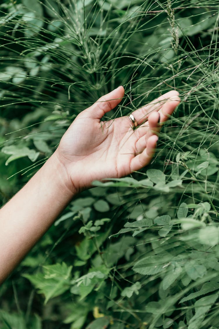 Person Touching Green Plants