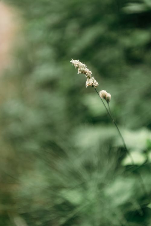 Free A delicate white wildflower stands out against a blurred green backdrop, showcasing nature's beauty. Stock Photo