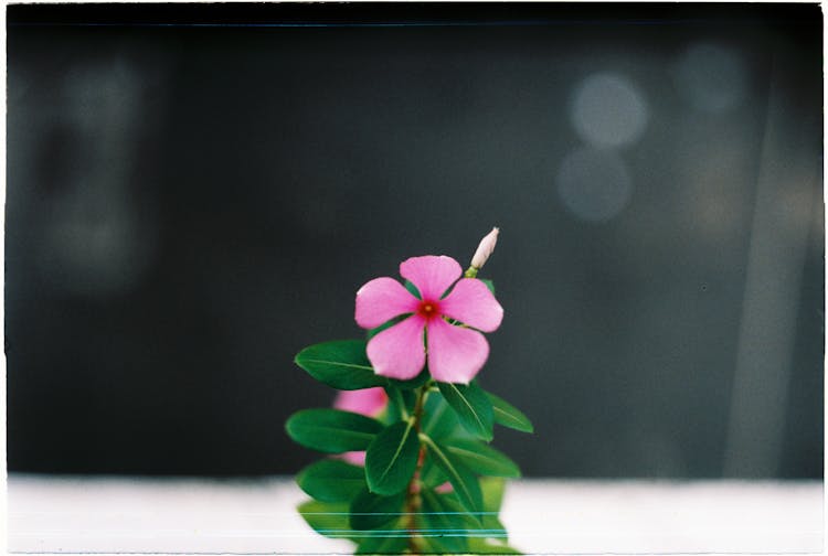 Close-up Of A Madagascar Periwinkle