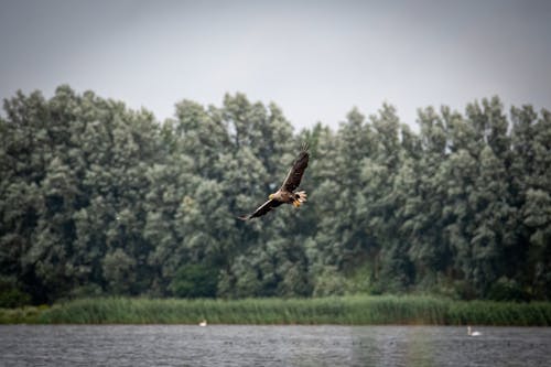 Shallow Focus Photo of a Flying Bald Eagle