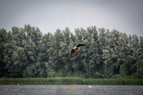 Free Brown Bird Flying over the Lake Stock Photo