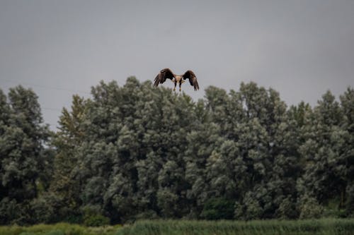 Gratis lagerfoto af accipitriformes, aves, chordata