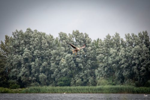 A White Tailed Eagle Flying Over a Body of Water
