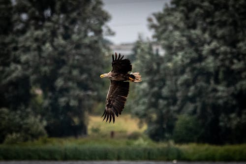 Kostnadsfri bild av djur, fågel, fågelfotografering