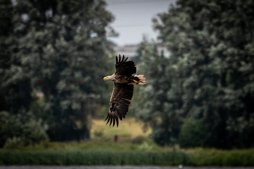 Stunning photo of a bald eagle in flight over a lush Danish landscape, embodying nature's strength and beauty.