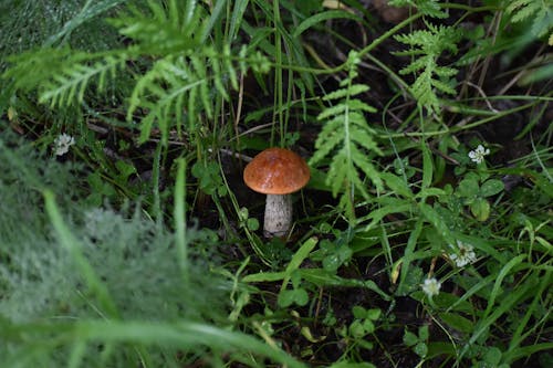 Free Wild Mushroom on Grass Stock Photo
