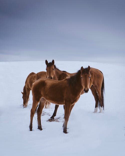 Free Brown Horses on Snow-Covered Ground Stock Photo