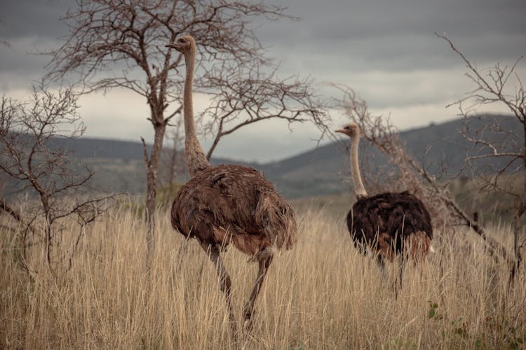 Ostriches In The Savanna