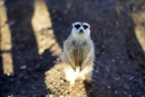 Free Δωρεάν στοκ φωτογραφιών με meerkat, γκρο πλαν, γλυκούλι Stock Photo