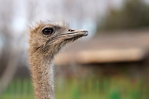 Close up Shot of an Ostrich 
