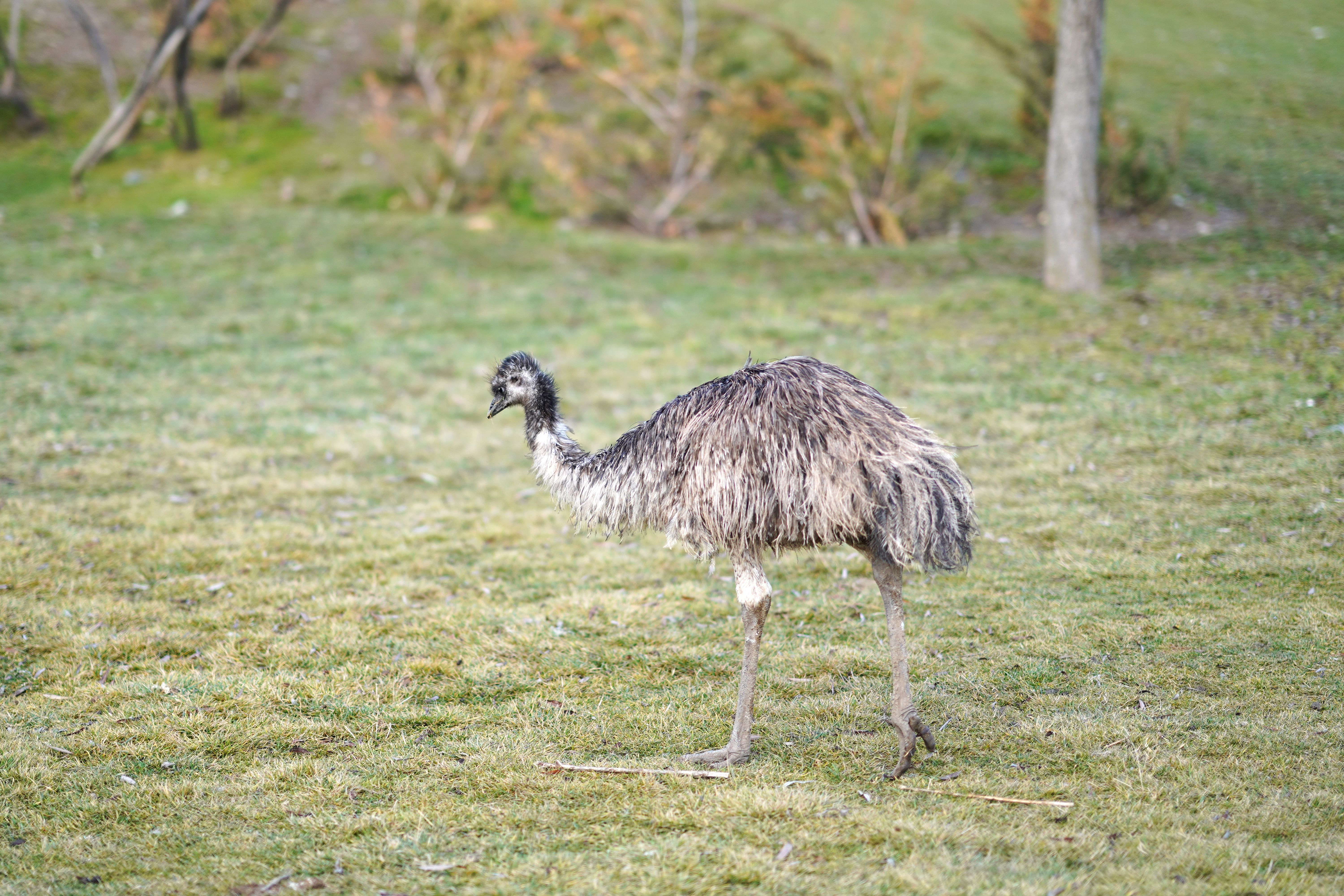 Emu In Bush An Emu on the Grassland · Free Stock Photo