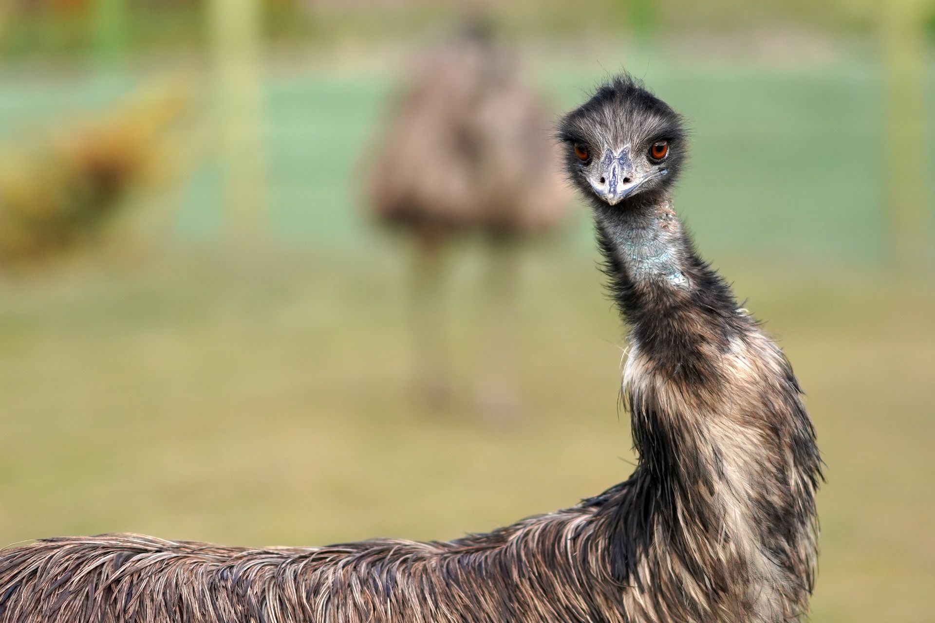 An engaging close-up of an emu showcasing its distinctive feathers and curious expression.