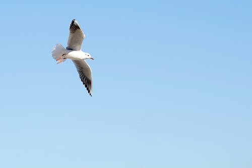 A beautiful Bird Flying Under the Clear Blue Sky