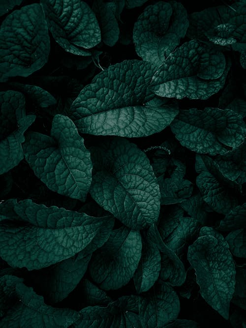 Fotos de stock gratuitas de de cerca, fotografía de plantas, hojas verde oscuro