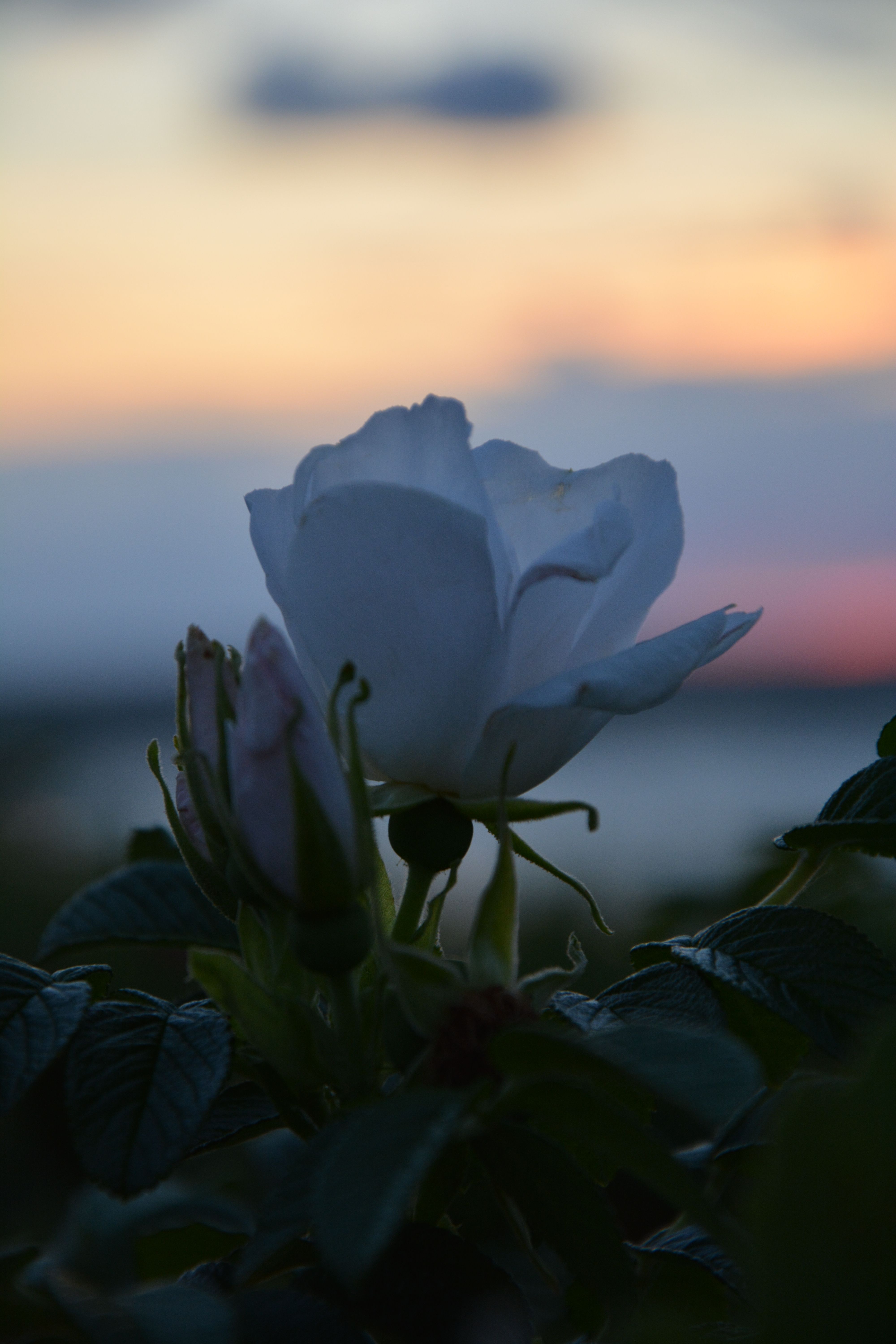 White Rose in Close Up Photography · Free Stock Photo