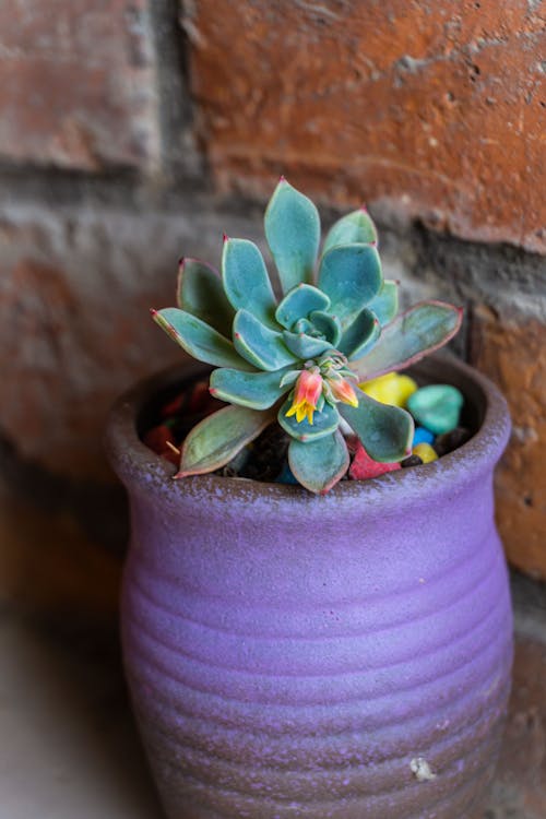 Green Succulent Plant on a Pot