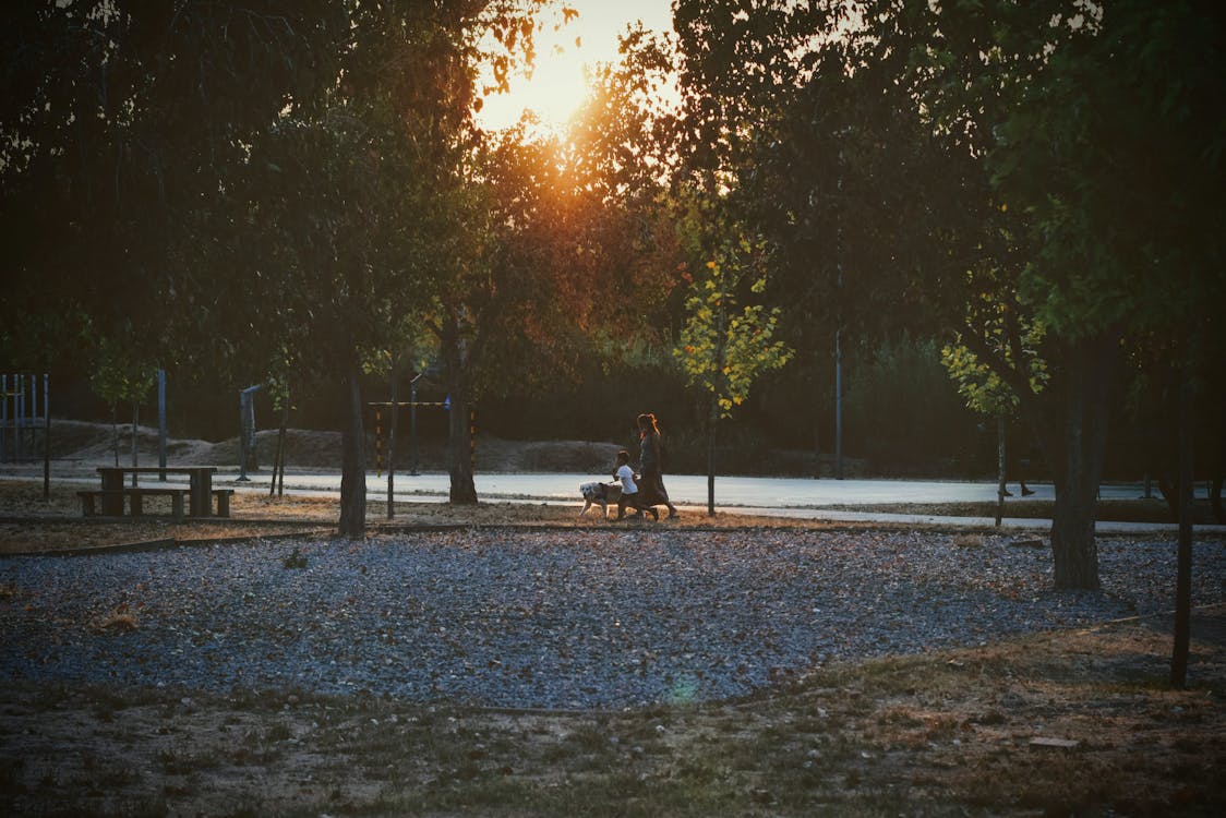 People Walking in Park during Sunset