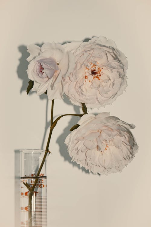 Free White Flowers on a Syringe Stock Photo