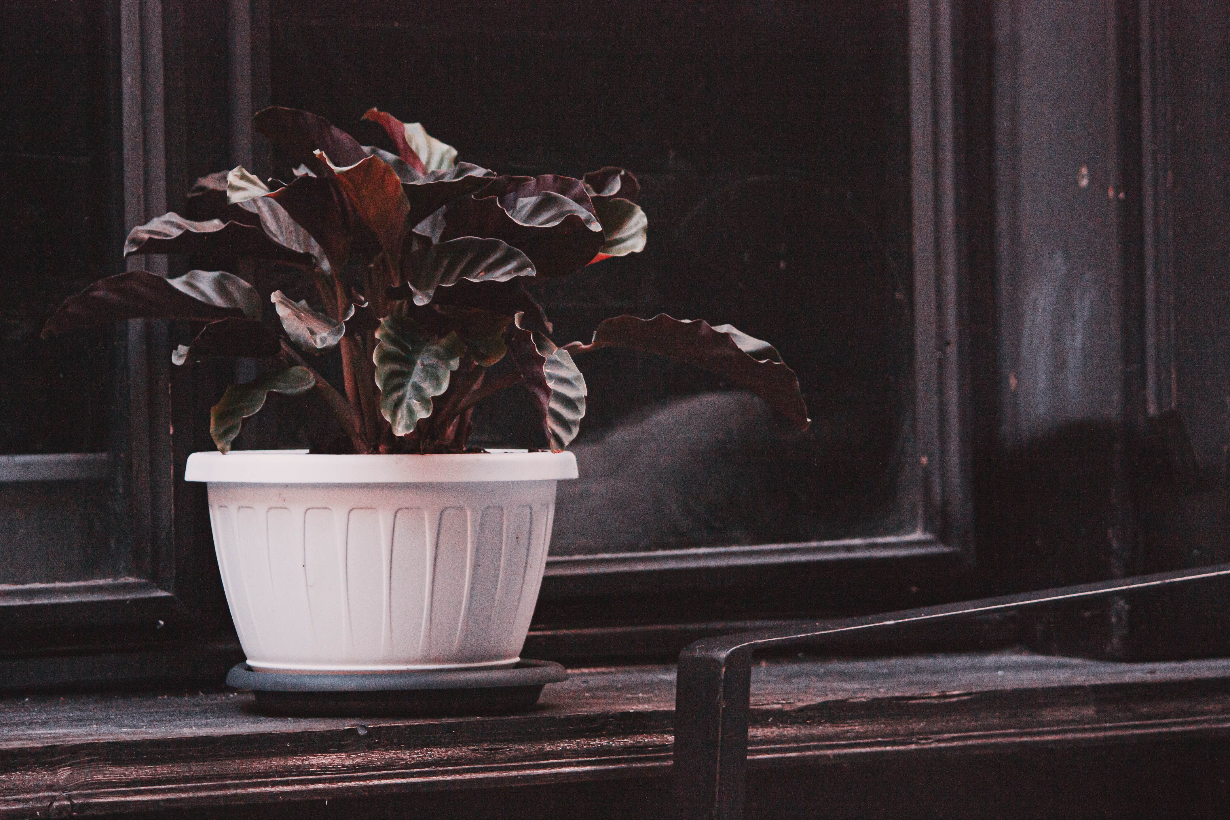 Do Black Plant Pots Really Overheat in Summer? We Asked Gardening Pros If Our Flowers Are At Risk — Photo by Vlad Ioan on Pex