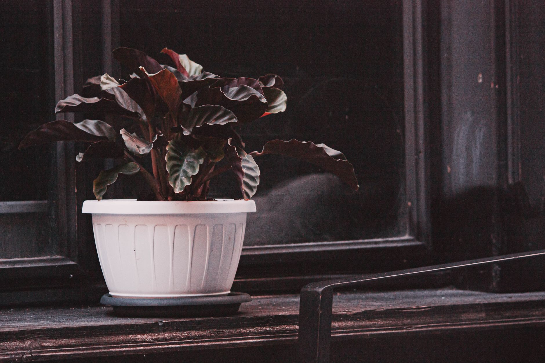 家裡光線不足,綠植怎麼擺才對?低光最佳位置指南 Elegant calathea plant in a white pot sitting on a dark windowsill, creating a moody indoor scene.
