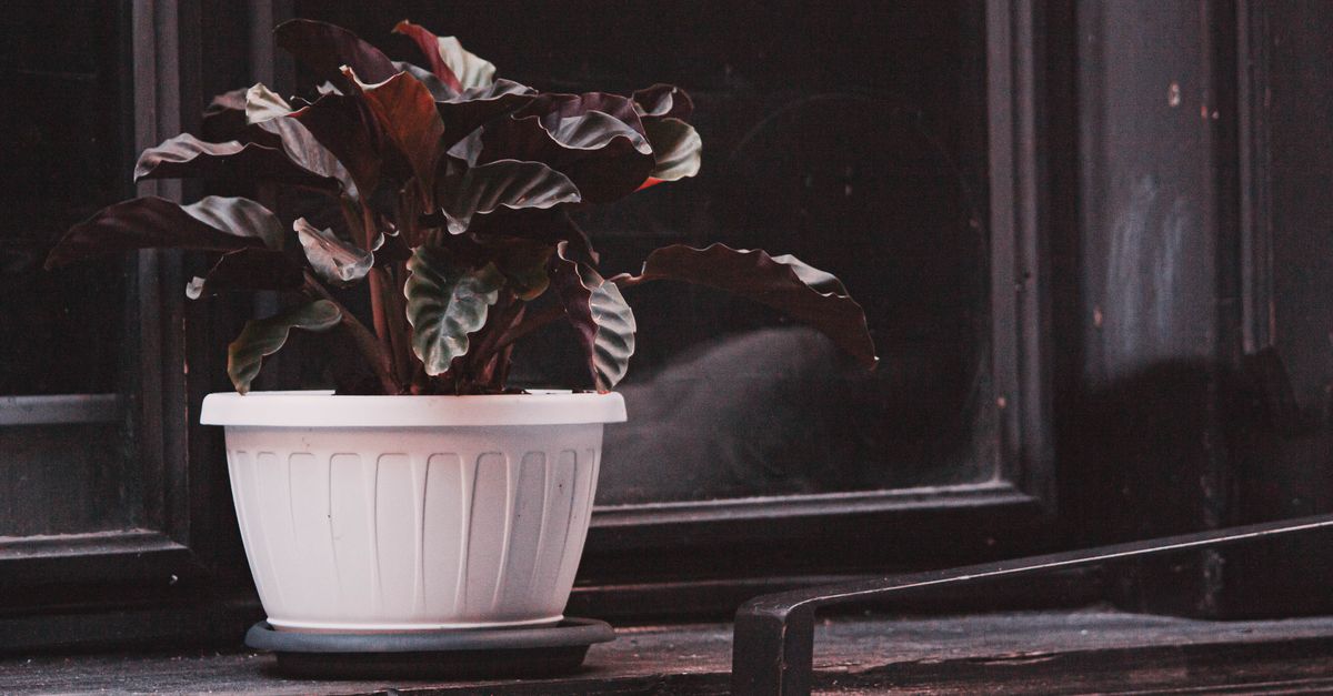 Elegante planta calathea em um vaso branco sobre uma janela escura, criando uma cena interna com atmosfera.