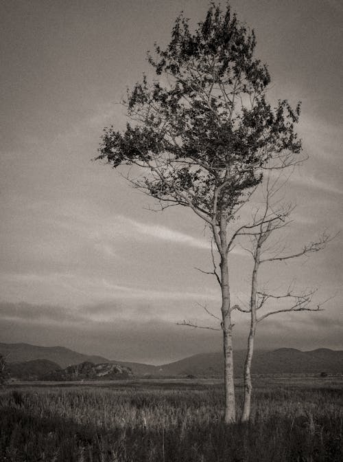 Základová fotografie zdarma na téma harmonie, krása příroda, krásná příroda