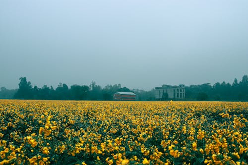 무료 경치가 좋은, 꽃이 피는, 노란 꽃의 무료 스톡 사진