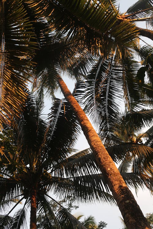 Low Angle Shot of Palm Tree