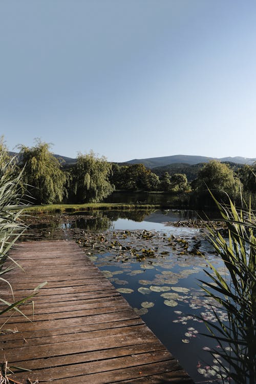 A Wooden Dock on a Lake