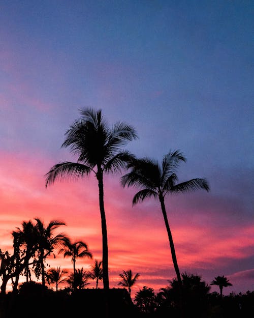Silhouette of Palm Trees during Sunset