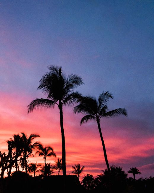Silhouetted palm trees against a vibrant tropical sunset sky.