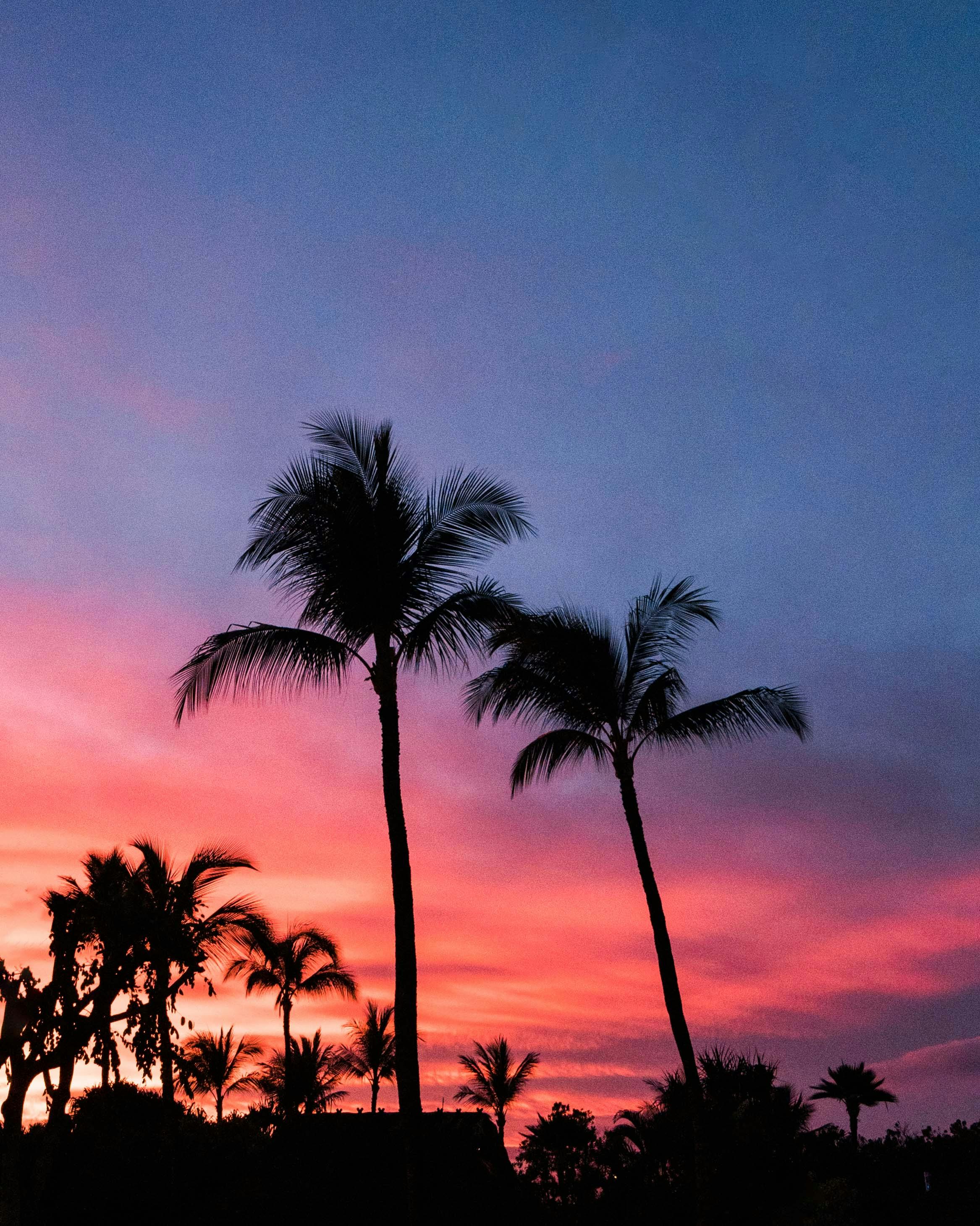 palm trees tumblr pink