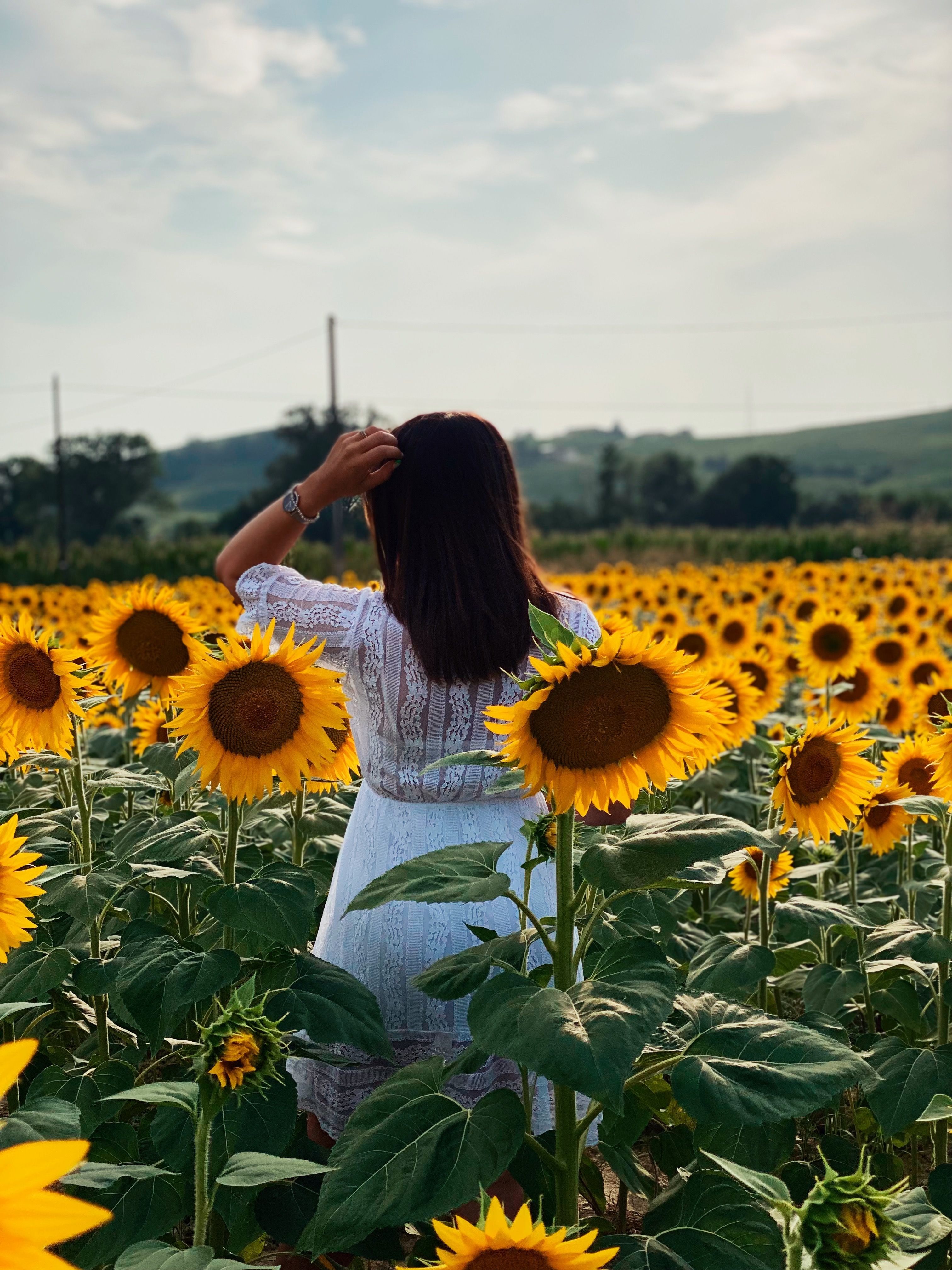 Back View of a Woman Standing on a Field of Sunflowers · Free Stock Photo