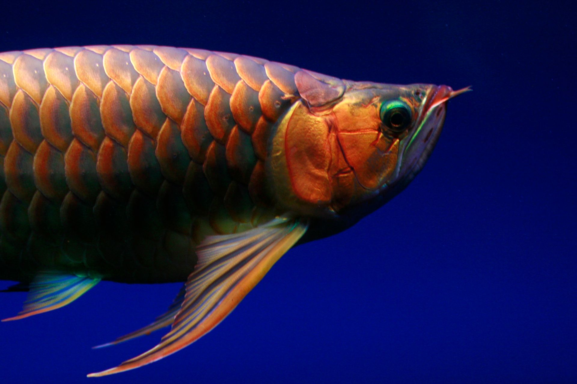 Vivid image of an arowana with metallic scales swimming underwater, showcasing vibrant hues.
