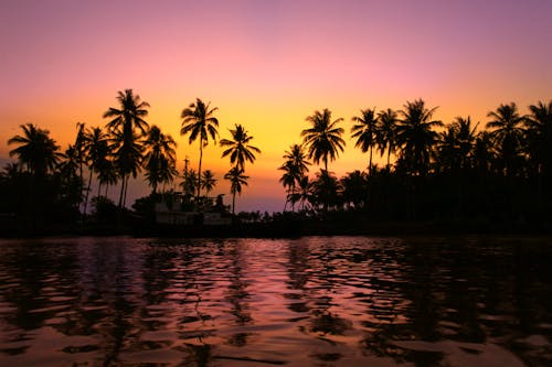 Silhouette of Palm Trees near the Beach during Sunset