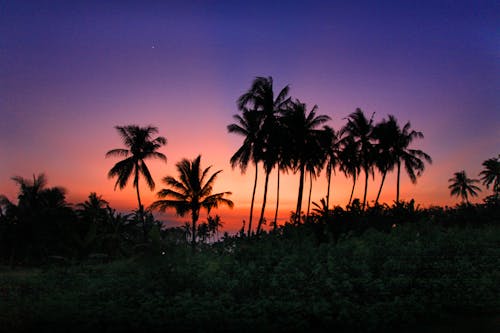 Silhouette of Palm Trees at Sunset Sky