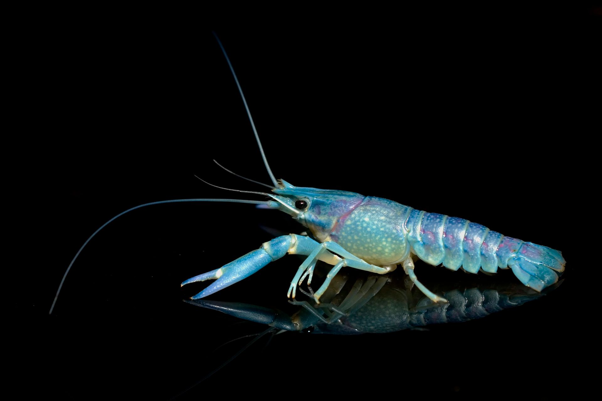 Close-up of a stunning blue crayfish on a reflective black surface.