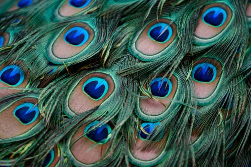 Close-Up Shot of Peacock Feathers