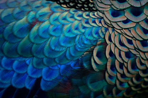 Free Detailed close-up of vibrant blue peacock feathers showcasing intricate patterns. Stock Photo