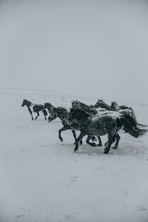 Horses Running on a Snow-Covered Field